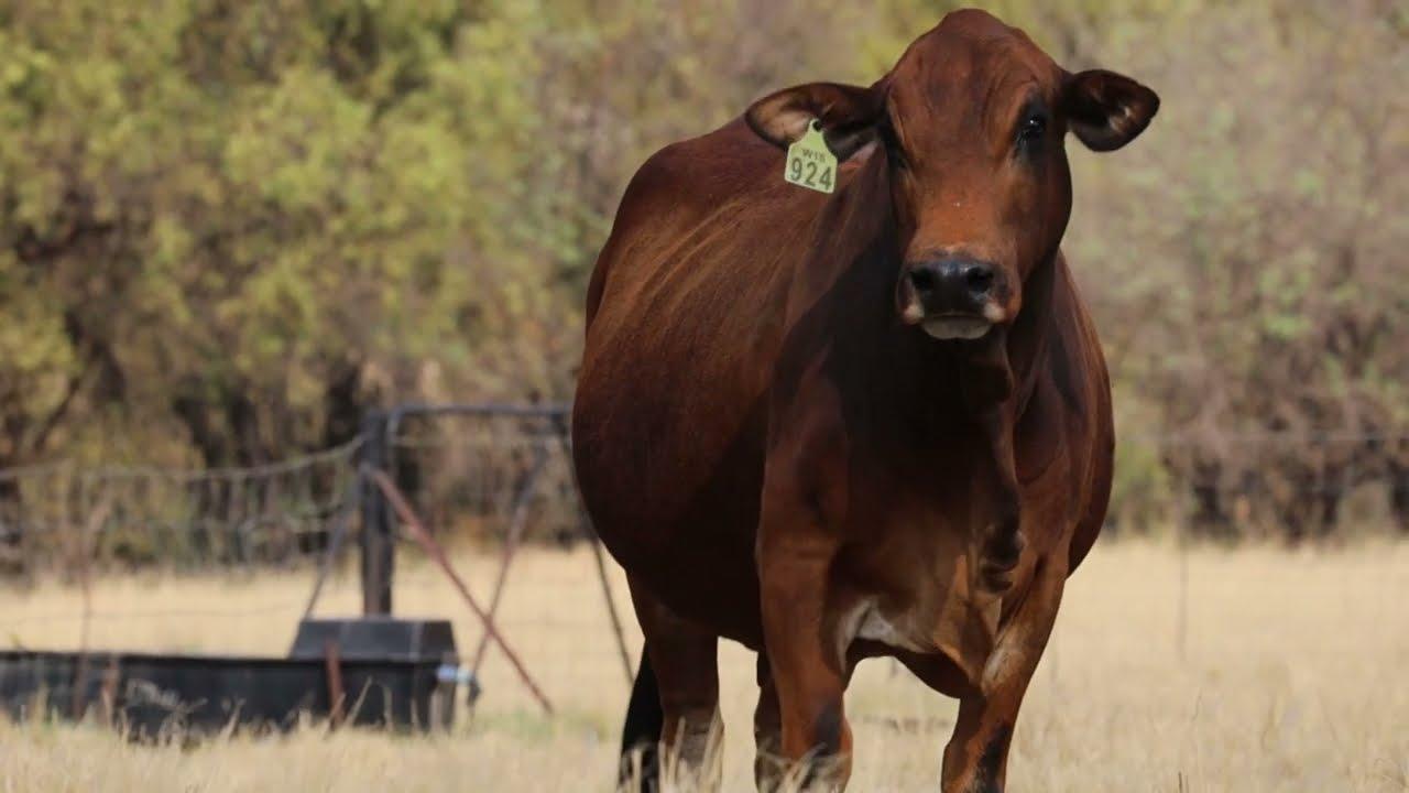 Coco Borane bied met trots aan W 15 294, by die 2023 Limpopo Prestige veiling