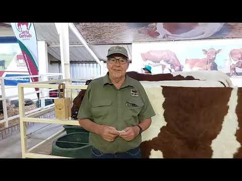 Ons praat met Schalk, ras adviseur van die Pinzgauer South Africa genootskap by NAMPO 2024