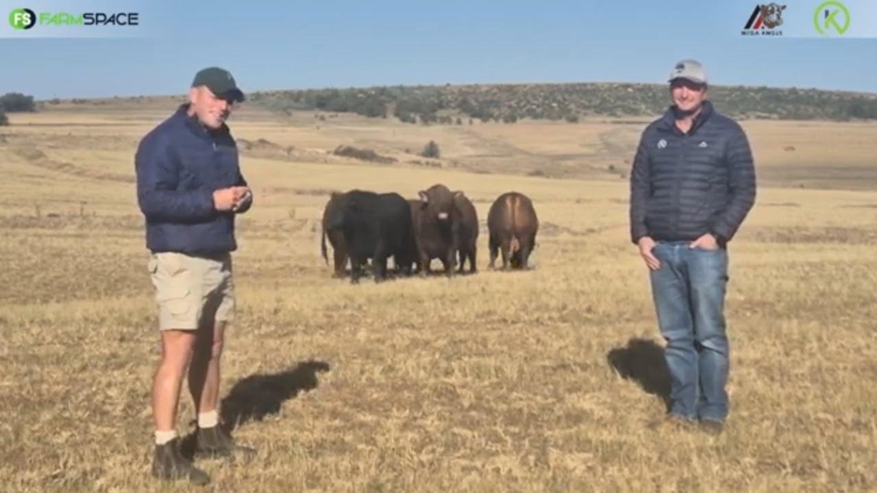 Wat bied Kombuisland Angus die jaar aan by die Mega Angus veiling, 25 Julie 2024