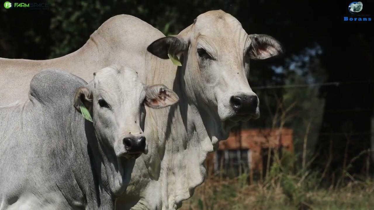 Fonteine Borans bied met trots aan Lot 7 | FN 16 164  met 'n versklaf FN 23 246