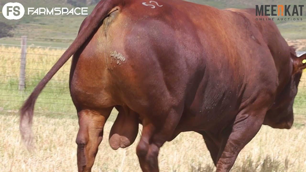 Regainer Group Auction Bonsmara bull - Lot 52 JHL 16 125