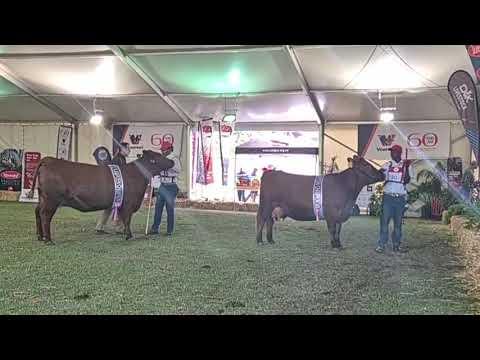 Angus Nasionale Skou, Rooi Junior Vroulike Kampioenskap op Bloem Show 2024.