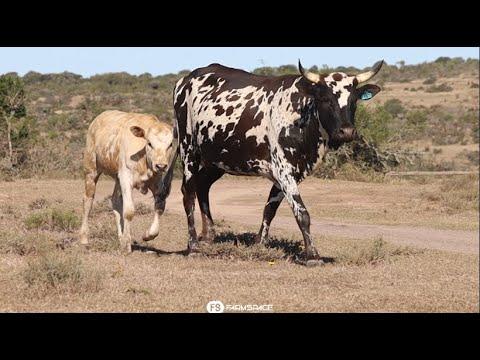 Bushkloof Nguni's present Lot 41 - RV 19-47 at the Nguni Regainer Group Auction, 13 October.