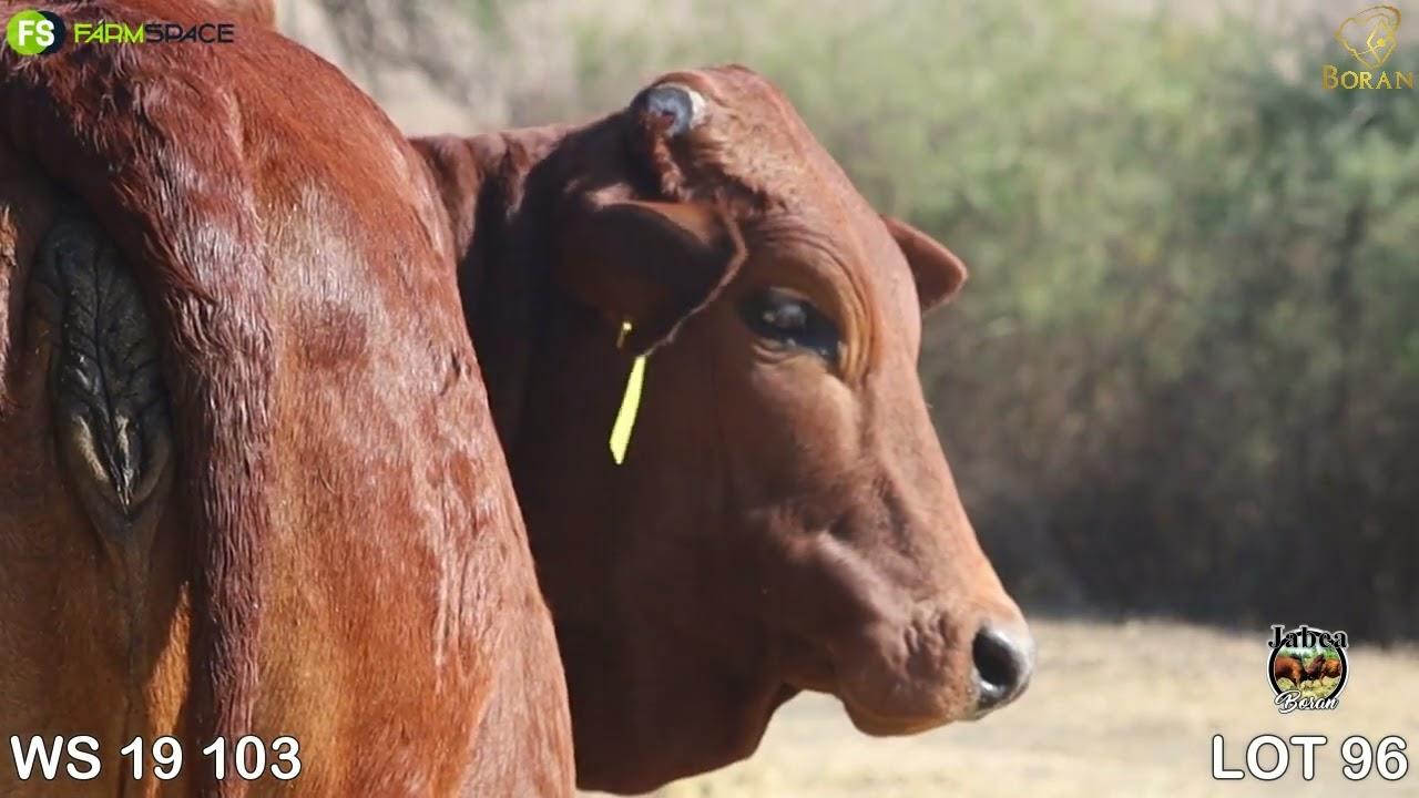 Lot 96 | WS 19-103 | Jabea Borane | Road to the Boran National Auction | 15 July 2023