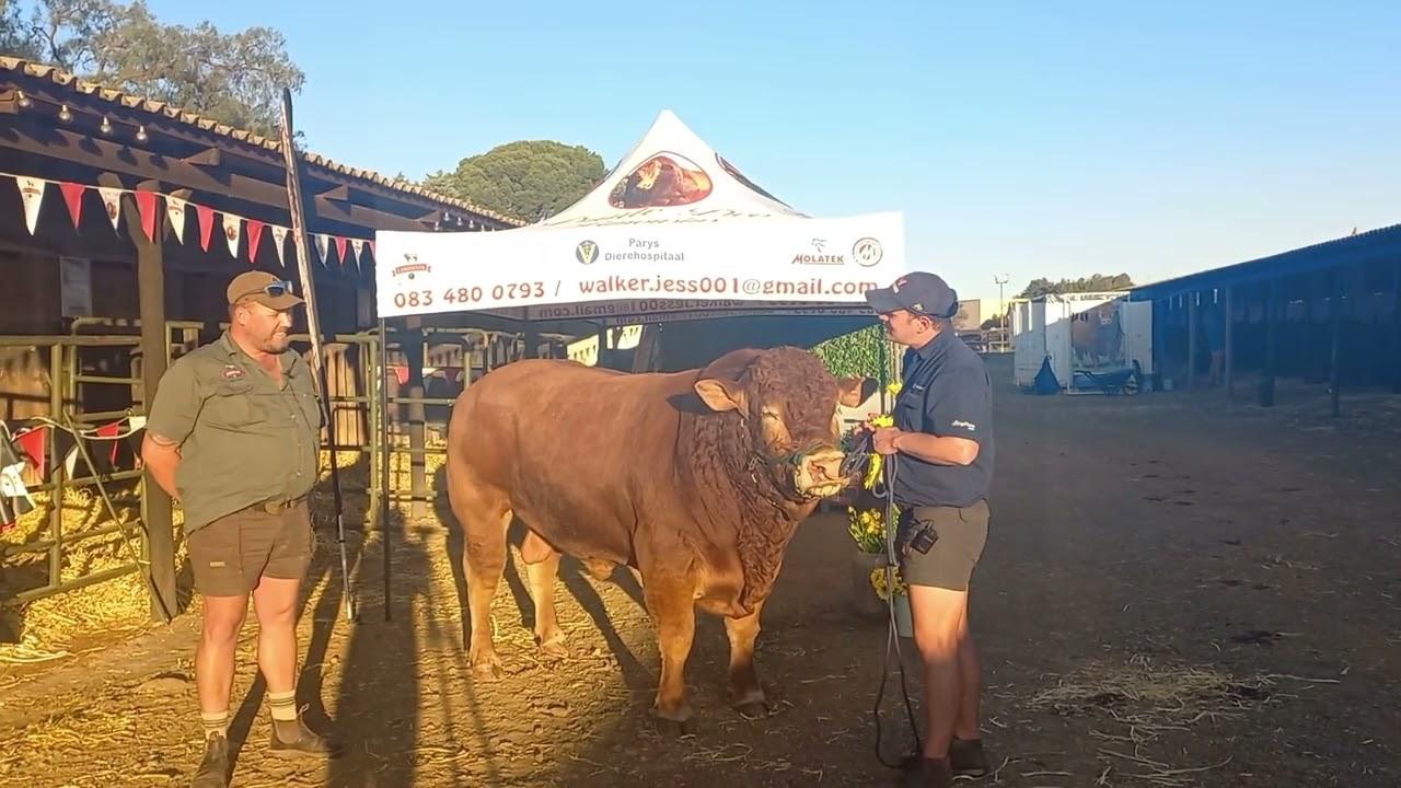 Jess walker van Dante Deo gesels met Tinus by die 2022 Limousin Nasionale Kampioenskappe.