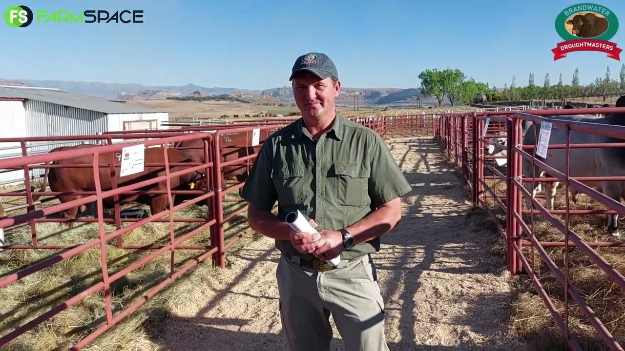 Ons praat met Chris du Plessis van Brandwater Droughtmasters oor hulle 25ste veiling.