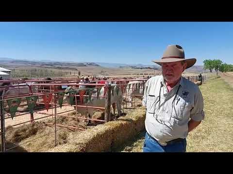 Linde du Plessis van Brandwater Droughtmasters by die Brandwater Droughtmaster Veiling