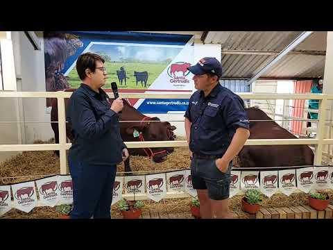 NAMPO 2023: Santa Gertrudis Breeders of South Africa