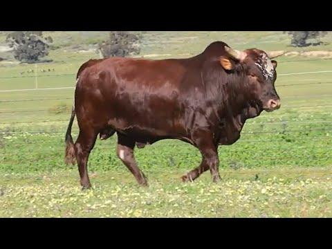 Nguni Regainer Group Auction 2022 | Lot 3 | EX 20-19 MAX