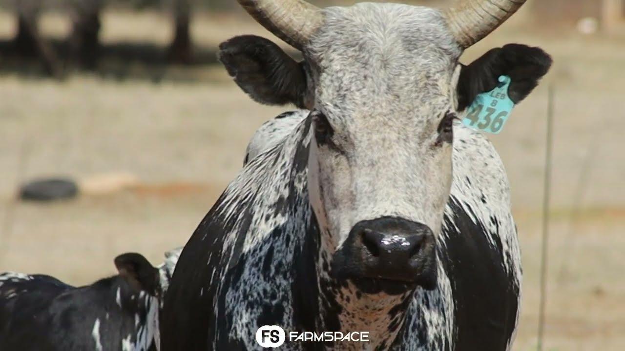 Sharrow Nguni's present Lot 27 - LEB 8-436 at the Nguni Regainer Group Auction, 13 October.