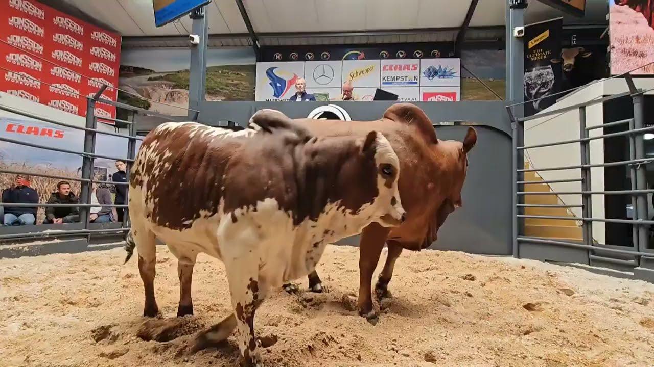 Lot 12  Lizzy - Verkoop vir R800 000