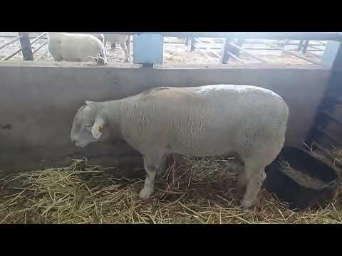 Michael Campher van BSI Ile de France gesels met ons oor duurste ooi wat vandag vir R55 000 verkoop