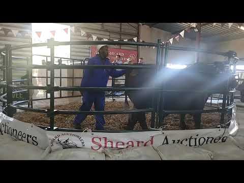 De Hoek Africa Droughtmaster Annual Production Sale 2022