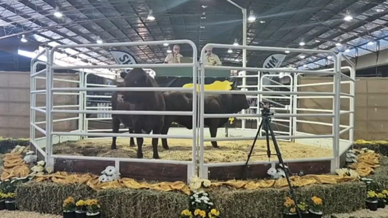 Considerata SA 7th Droughtmaster Auction live from Afridome Showgrounds.