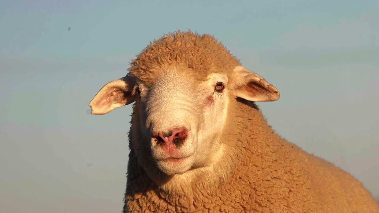 Henlin Stoetery aanbieding by Vrystaatse Genetiese Ile De France Groep Veiling