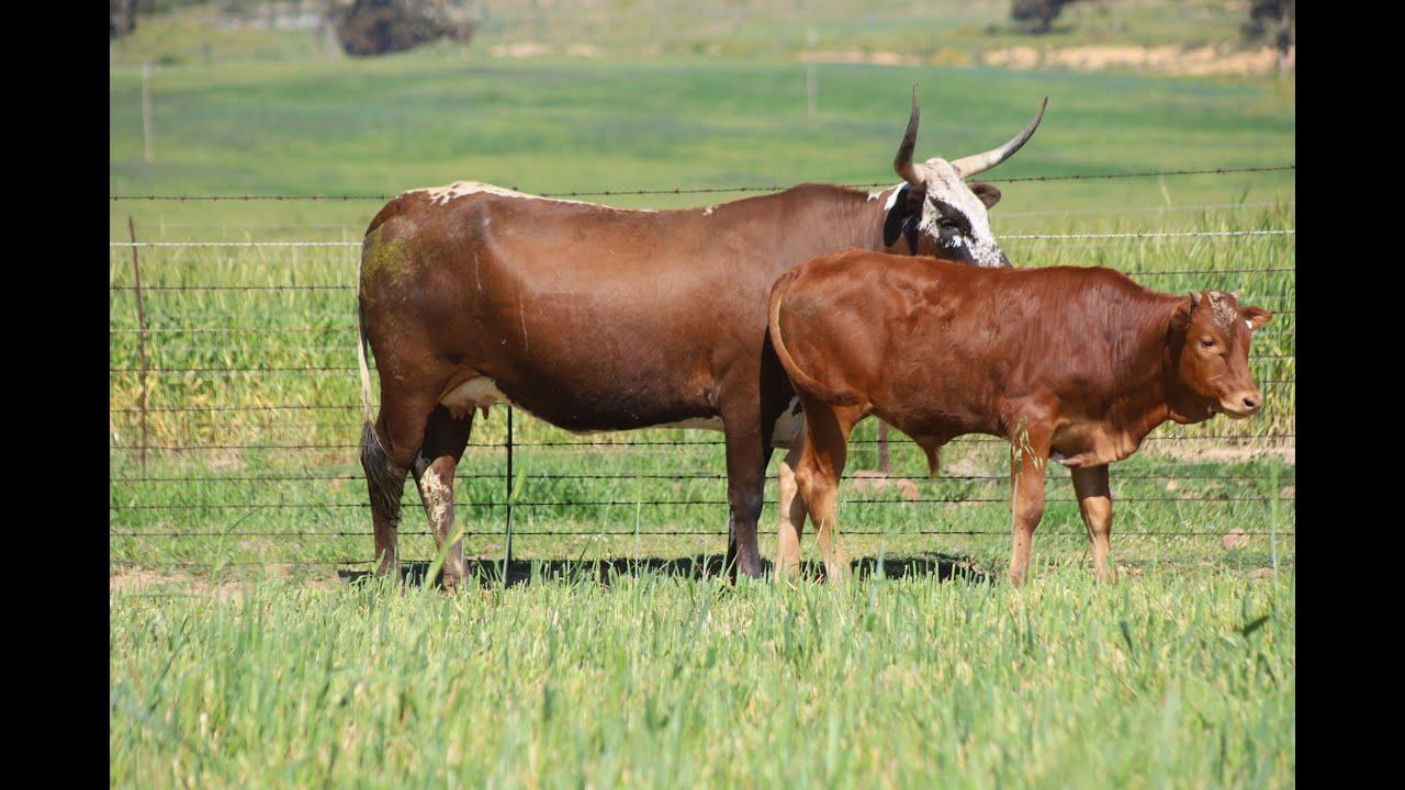 Regainer Nguni Auction - Lot 20 17 212