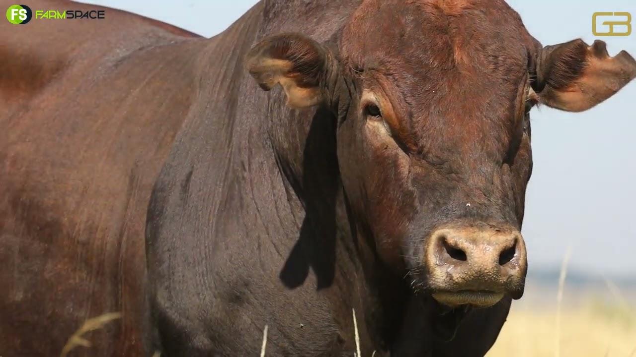Gouwsberg tulis se veiling vind 1 Junie 2023 plaas net buite Bronkhorstpruit. Werner vertel ons meer