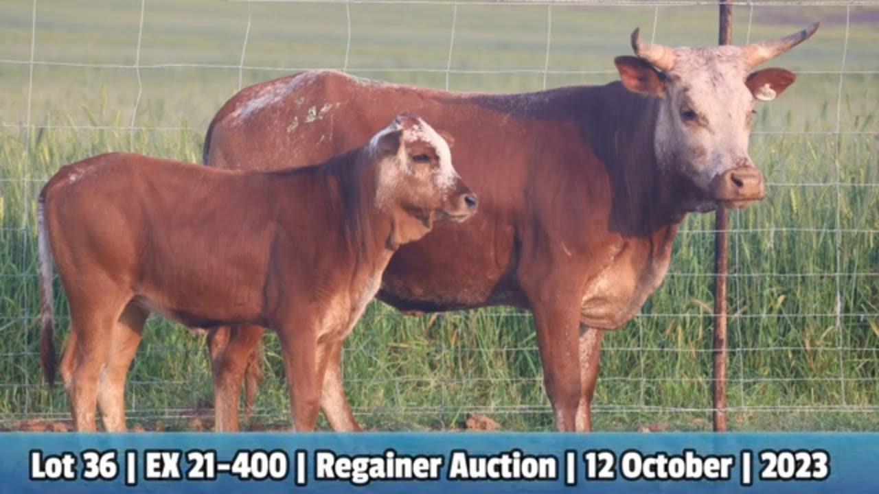 Lot 36 | EX 21-400 | Exsteen Ngunis by die Nguni Regainer Veiling op 12 Oktober 2023