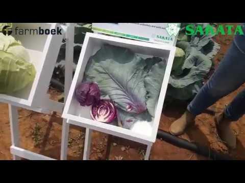 Sakata 2018 Field Day Cabbage Part 1 - Small-, Speciality-, and Winter Varieties
