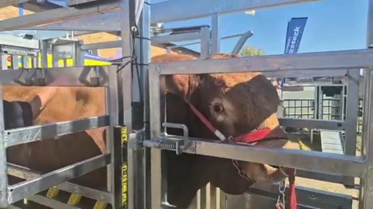 Kompetisie tyd: Hoeveel weeg Xourel Italia van Lareina Limousin?