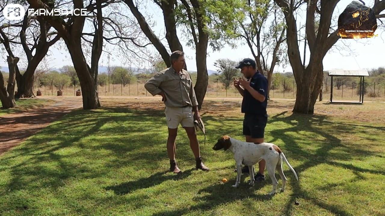 Pierre Bester vertel ons meer oor die Nguni Regainer Groep Veiling 2022.