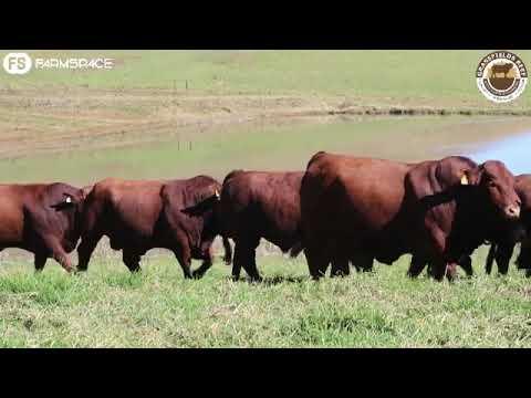 Grassfield Beef's Rustin Shawe talks about his commercial offering on June 15 in Wakkerstroom.