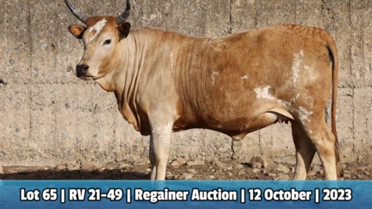 Lot 65 | RV 21-49 | Bushkloof Ngunis by die Nguni Regainer Veiling op 12 Oktober 2023
