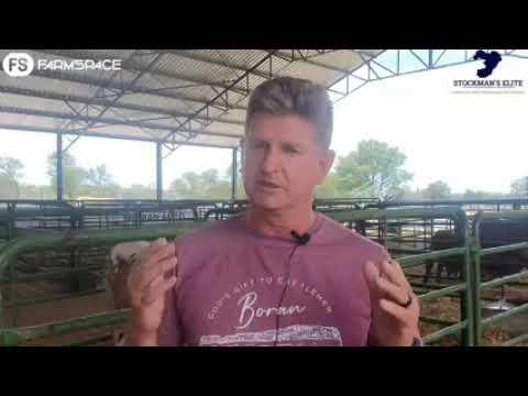 Christopher gesels oor die Stockman's Elite veiling