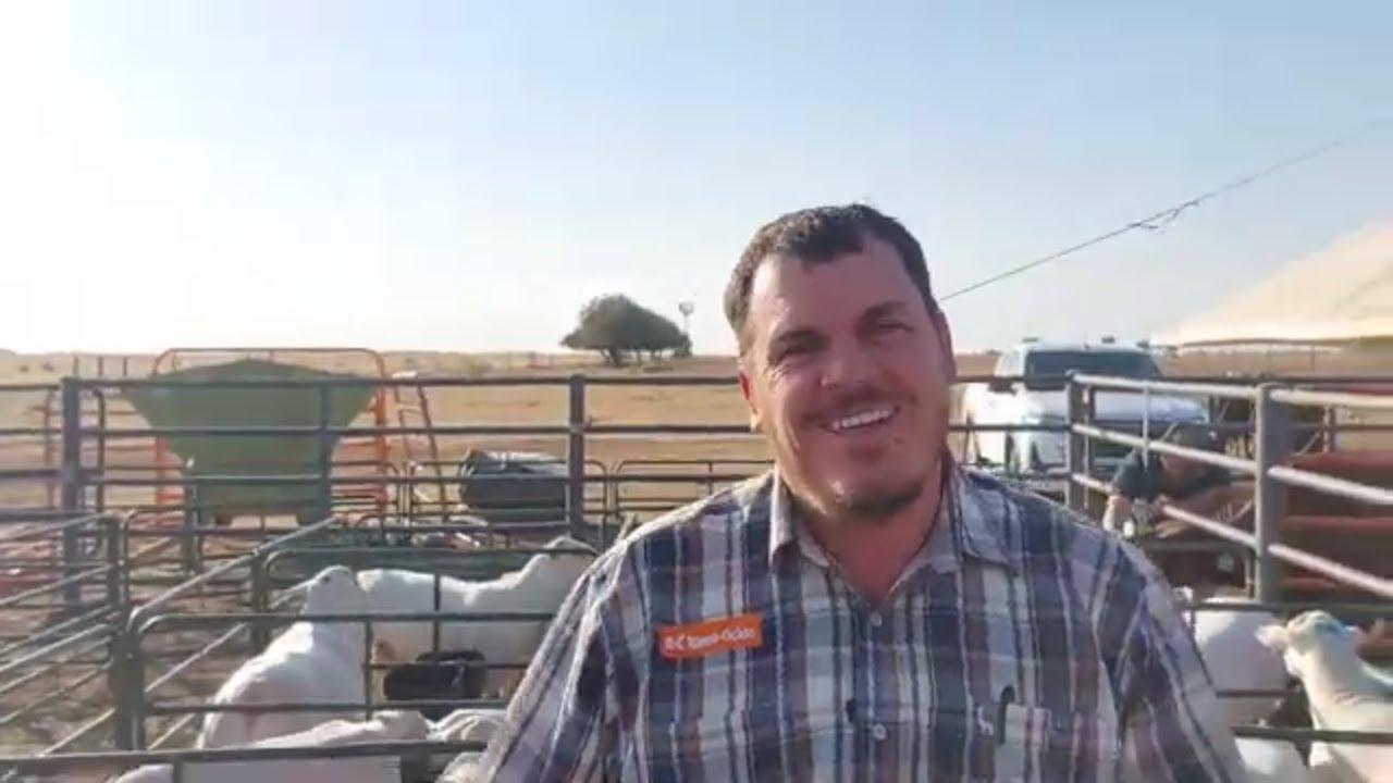 Marius Nel vertel ons van die gehalte dorpers wat môre beskikbaar is by die Selection Sale 2024.