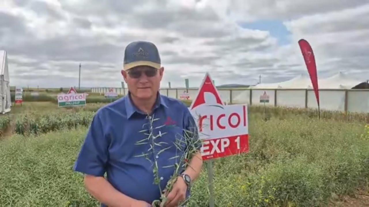 Wat is belangrik met canola plant? Hoor wat Agricol sê by Nampo Kaap 2025.