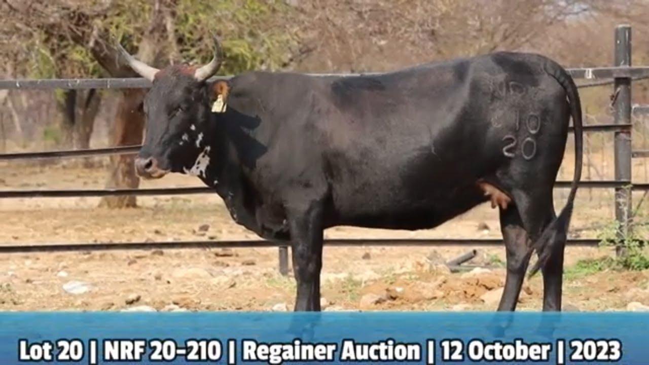 Lot 20 | NRF 20-210 | Northfield Ngunis by die Nguni Regainer Veiling op 12 Oktober 2023