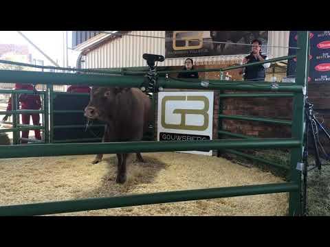 Gouwsberg Tulis Stud Auction live from Bronkhorstspruit.
