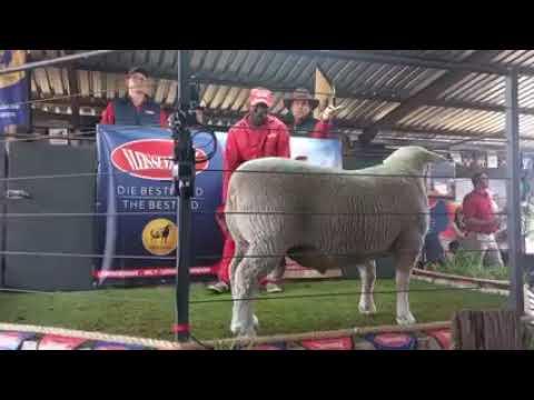 Lot 134 verkoop vir R260 000 by die Dormer National Auction at BeHuman