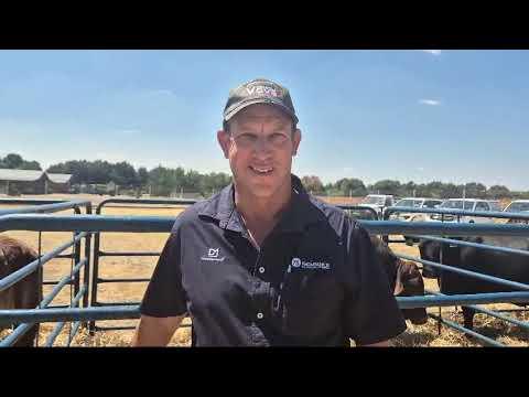 Chippy Watson from Vova Genetics talks about the Eastern Droughtmaster Club and the breed.