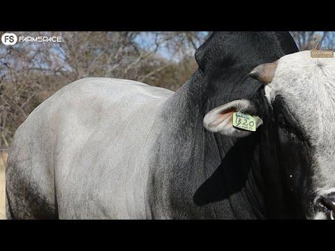 Coco Boran presents Lot 57, Coco Zoro YF 18-20, at the 2022 Boran National Auction.