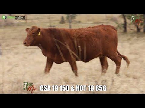 Rocmaster Droughtmaster bied aan 6x F1 Dragtig met geseksde Droughtmaster semen