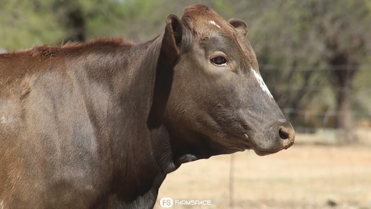 Gariep Nguni's bied aan Lot 21 - FB 20-13 by die Nguni Regainer Groep Veiling, 13 Oktober.