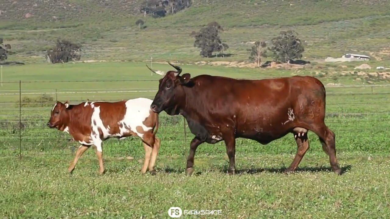 Exsteen Nguni's bied aan Lot 32 - EX 9-38 by die Nguni Regainer Groep Veiling, 13 Oktober.