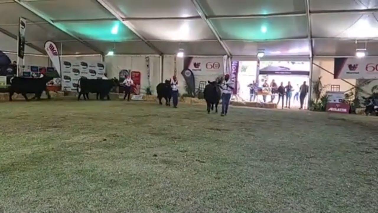Senior Champion Cow - Black Angus National Show LIVE from Bloem Show 2024.