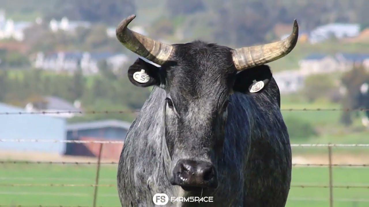 Exsteen Nguni's bied aan Lot 65 - CS 14-371 by die Nguni Regainer Groep Veiling, 13 Oktober.