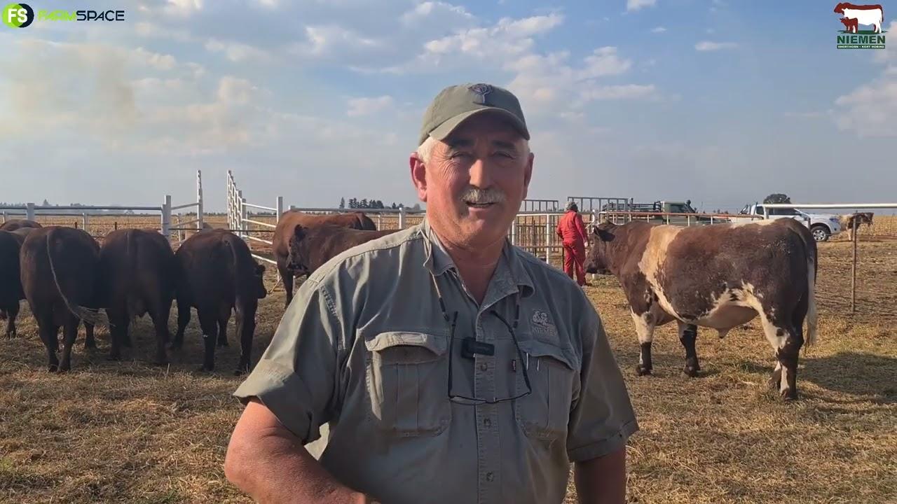 Niemen Shorthorn Stoetveiling - 15 Oktober 2022