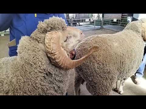 Vrystaat Merino Ram Kampioenskappe 2023 - Bloemskou