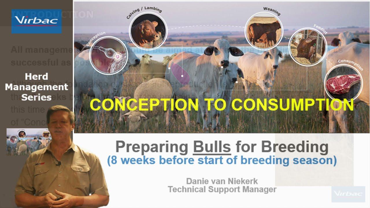 Danie from Virbac teaches us the importance of preparing your Bulls for the Breeding Season