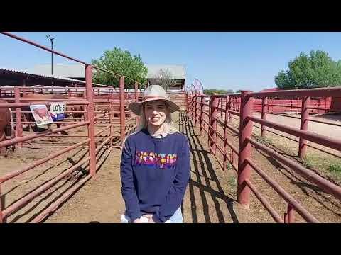 Mieke Botha van Weltevreden River Ranch vertel hoekom die Beefmaster vir haar so indrukwekkend is.