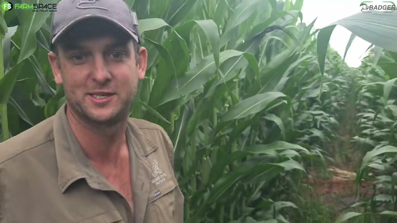 Hoe lyk die koringkaf mielies wat die Badger geplant het 2 maande later?