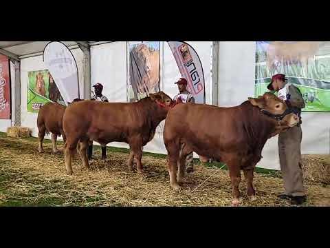 Bull Calf Limousin National Championship 2022 at Bloemshow 2022