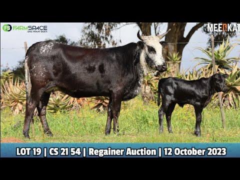 Lot 19 | CS 21-54 | Exteen Ngunis at the Nguni Regainer Auction on 12 October 2023