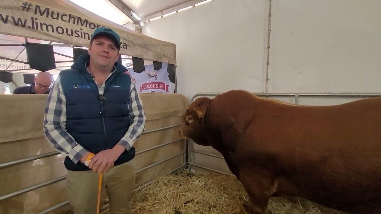 The Limousin breed is experiencing a renaissance and new heights, we asked AJ why he think that is.