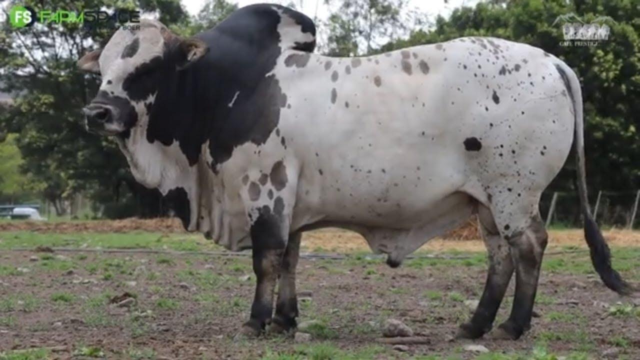 Bull's Eye DBC 19-70, Lot 17 Used in the Drostdy Stud, now available for your consideration!