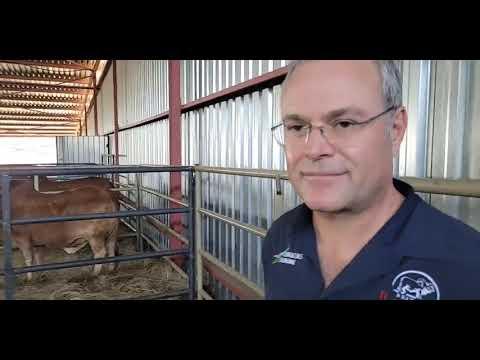 Die Best of Boran Sale vind vandag om 11am plaas en ons gesels met Dr. Odendaal oor die veiling.